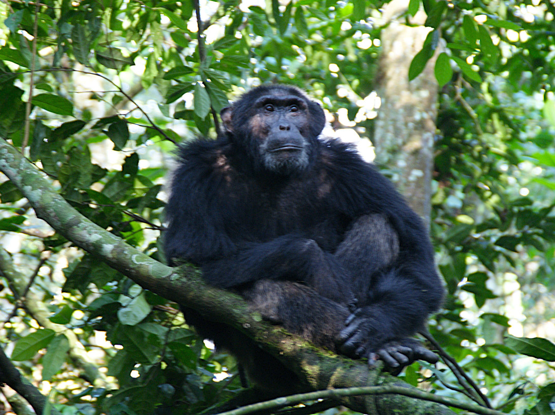 Uganda Family Tours & Travel-Fort Portal必去景点