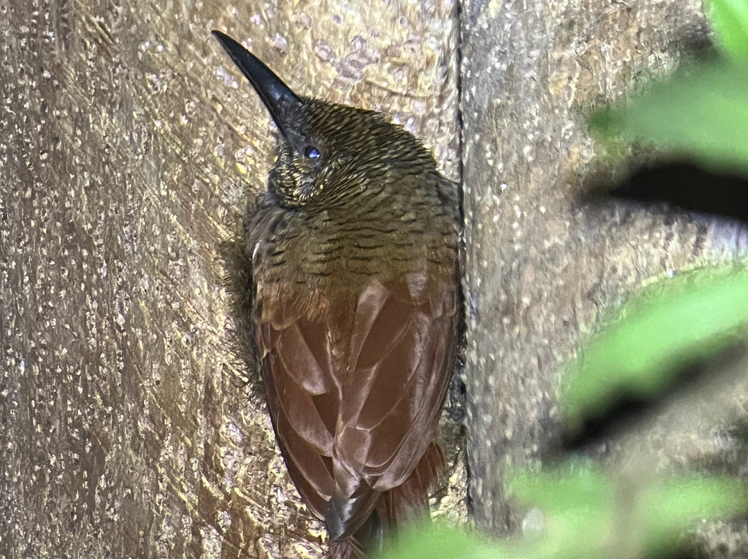 Finca Lantana Monteverde-彭塔雷纳斯必去景点