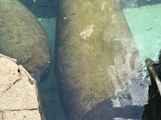 海豚发现秀-阿范特拉斯港必去景点
