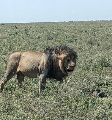 Ongeri Expeditions-Luxury Safaris-Karen必去景点