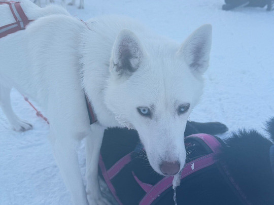 Era-Susi Huskies - Day Tours-Rukatunturi必去景点