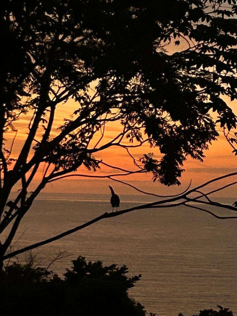 La Paloma Lodge Drake Bay-官方