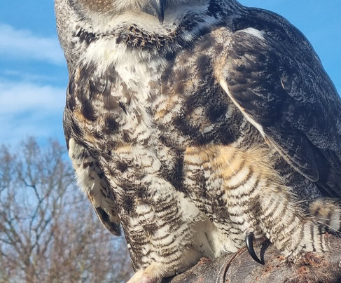 Gauntlet Birds Of Prey-纳茨福德必去景点
