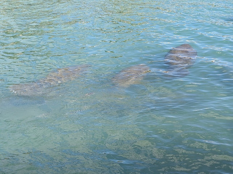 Manatee Lagoon