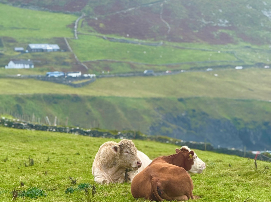 Dingle Peninsula-凯里郡必去景点