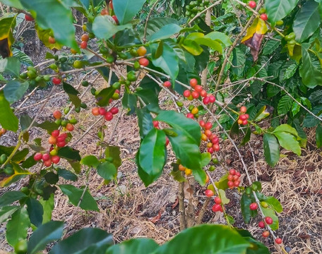 Vilcaroma Coffee-Vilcabamba必去景点