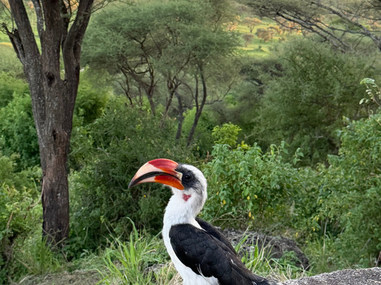 Good Earth Tours-阿鲁沙必去景点