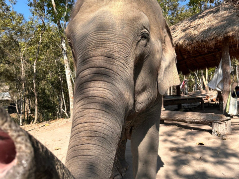 Pon Elephant Thailand-清迈必去景点