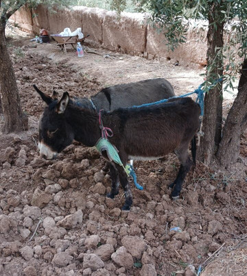 Skoura Oasis Tour Guide-Skoura必去景点