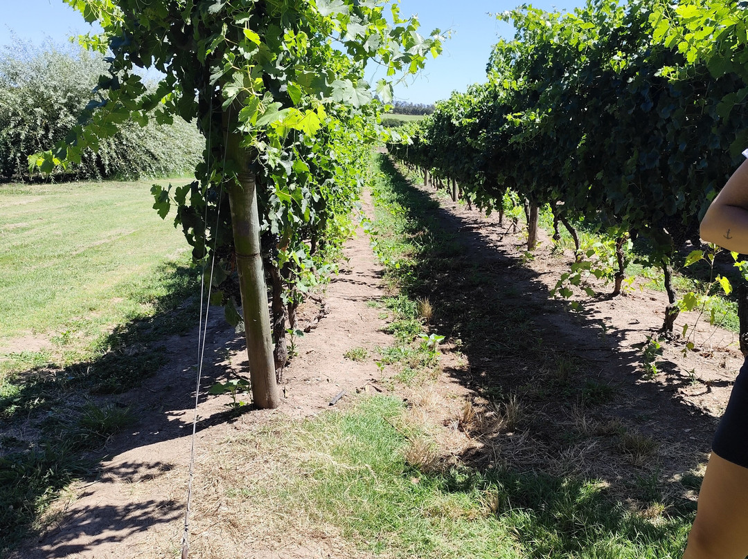 Bodega Spinoglio-蒙得维的亚必去景点