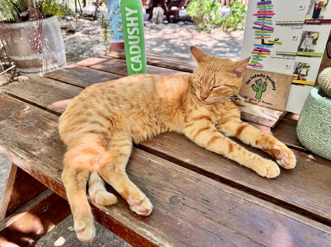 The Cadushy Distillery-Rincon必去景点