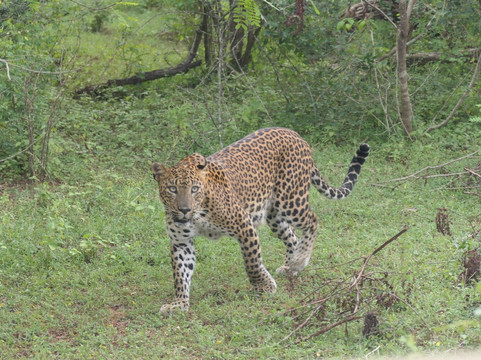Ceylon Safari Tours-蒂瑟默哈拉默必去景点