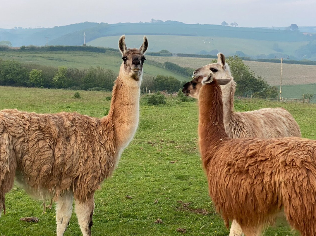 Calamazag Plant Nursery