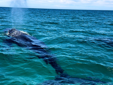 The Cortez Club-拉巴斯必去景点