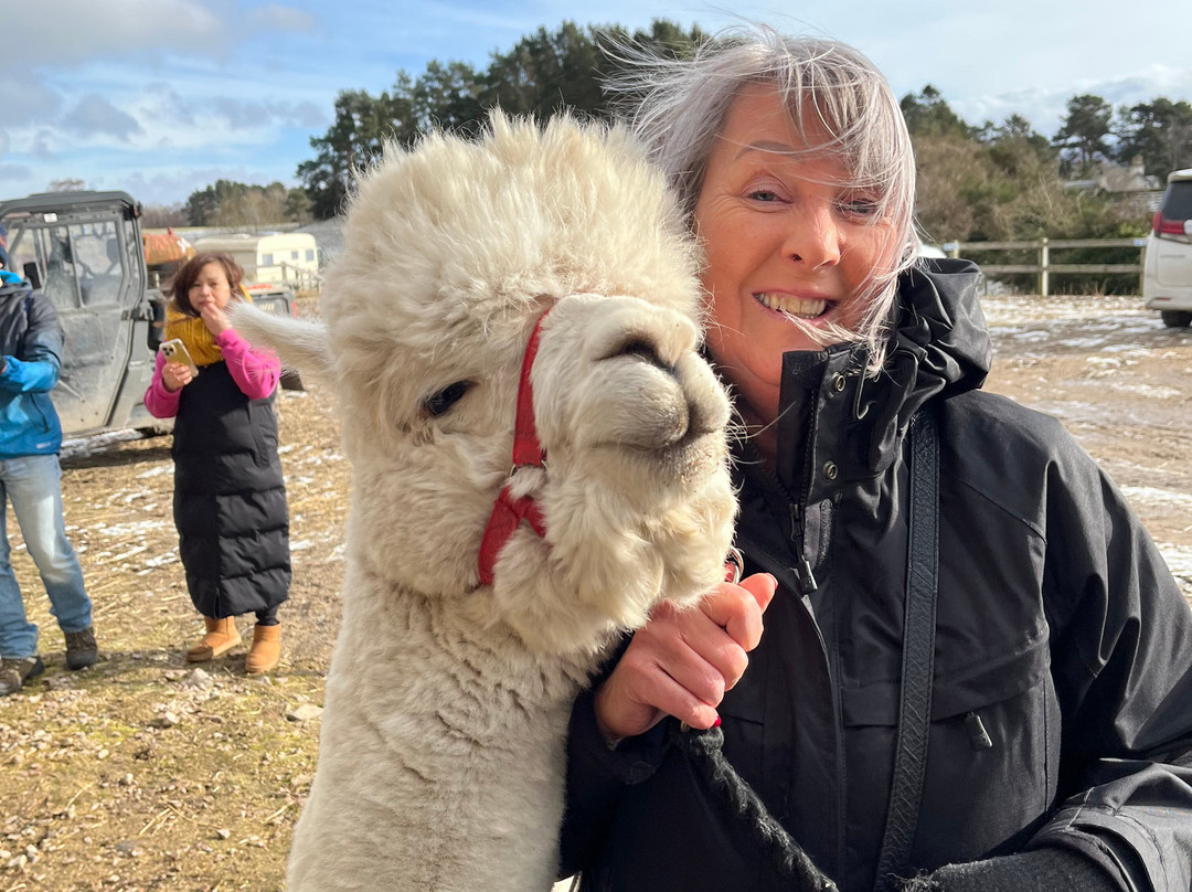 Cairngorm Alpacas-Newtonmore必去景点