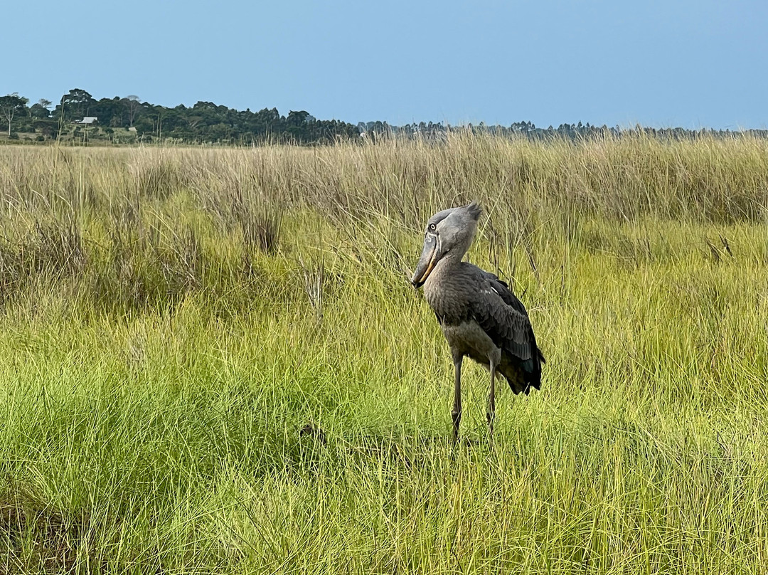 African Gorilla Expeditions-坎帕拉必去景点