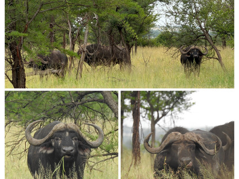 Shadows of Africa-阿鲁沙必去景点