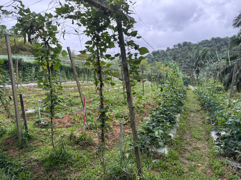 Talula Hill Farm Resort-居銮必去景点