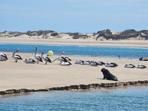 Spirit of the Coorong Cruises-Goolwa必去景点