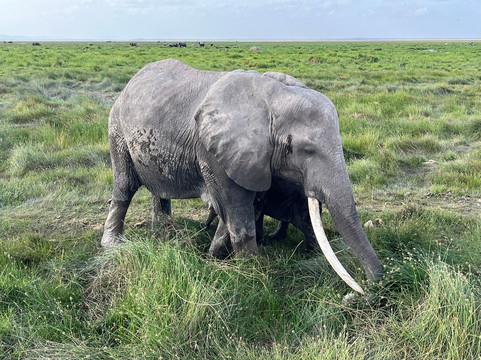 Aventure Safaris-蒙巴萨必去景点