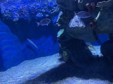 Hurghada Grand Aquarium-赫尔格达必去景点