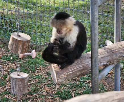 Jungle Friends Primate Sanctuary-盖恩斯维尔必去景点