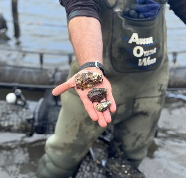 Oyster Bay Tours-科尔斯湾必去景点