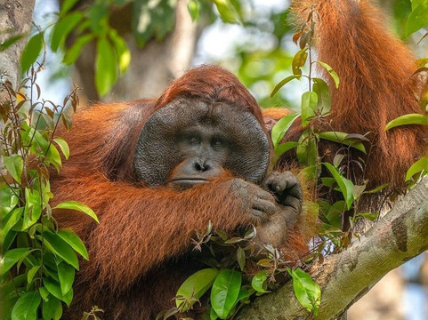 Sumatra Orangutan Tours-武吉拉旺必去景点