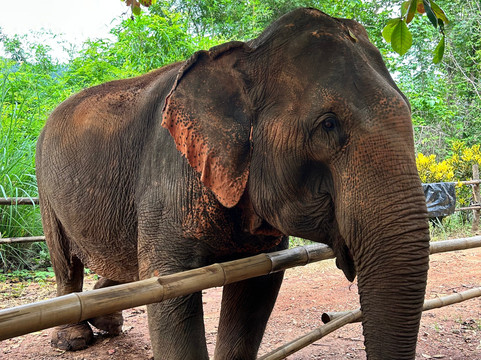Elephant Sanctuary Care Park-清迈必去景点