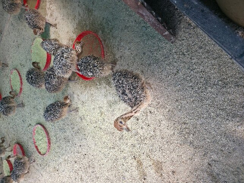 Highgate Ostrich Show Farm-奥兹洪必去景点