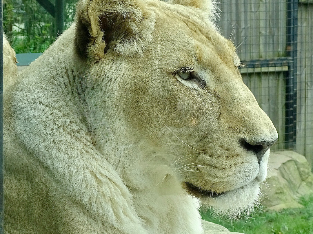 The Big Cat Sanctuary-Smarden必去景点
