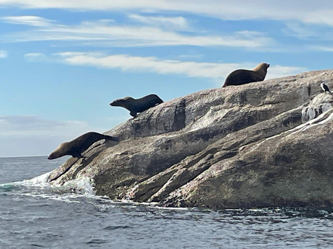 Bicheno's Glass Bottom Boat-比奇诺必去景点