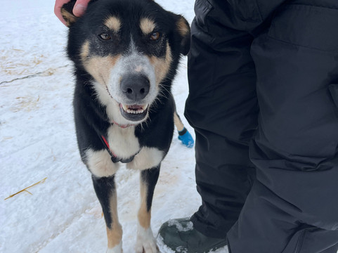 哈士奇雪橇之旅-罗瓦涅米必去景点