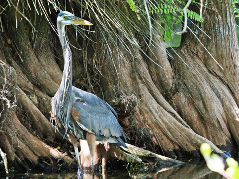 Clyde Butcher's Big Cypress Gallery-奥乔皮必去景点