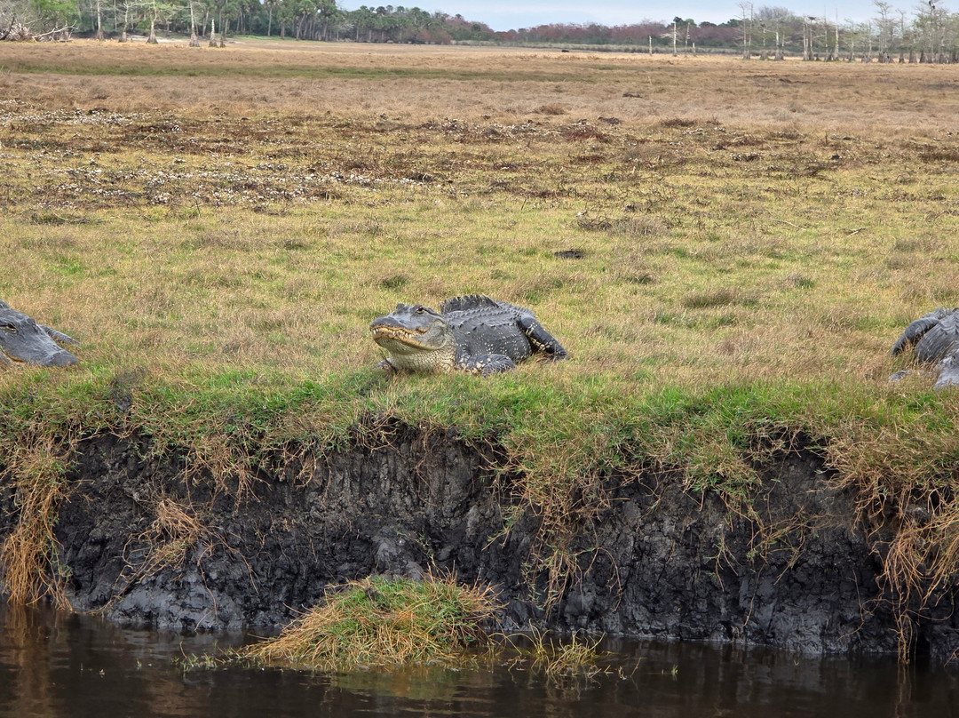 AirBoat Rides at Midway-Christmas必去景点