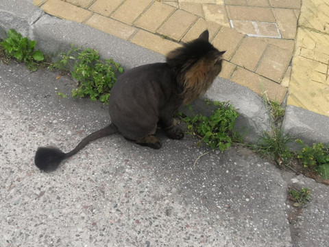 Square "Kotofeinya"-泽列诺格拉茨克必去景点