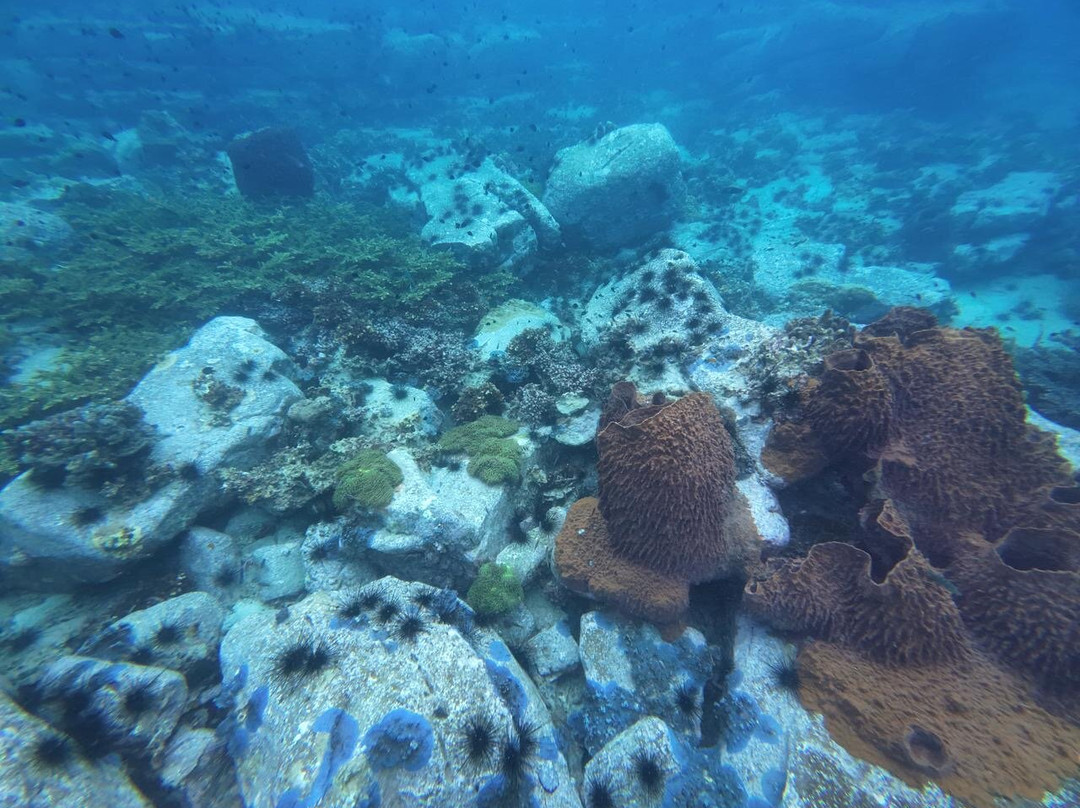 Scuba Nation Diving Centre-高龙撒冷岛必去景点