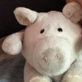 WellTravelledPig