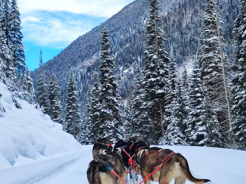 Cold Fire Creek Dogsledding-维尔蒙特必去景点