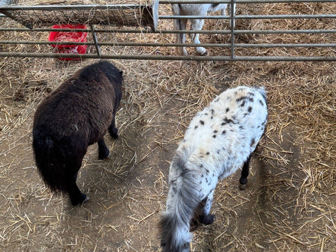 Cannon Hall Farm-Cawthorne必去景点