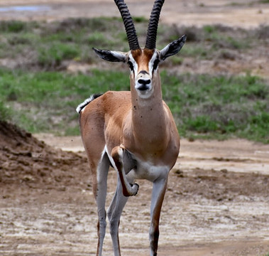 Malnodez Safaris-纳库鲁必去景点
