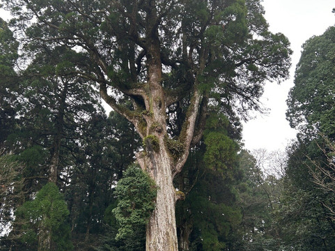 雾岛神宫-雾岛市必去景点