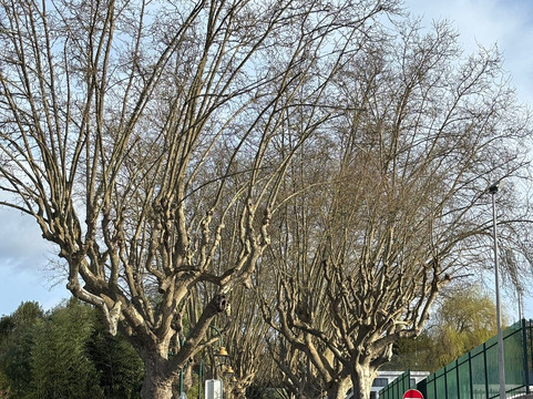 Parque do Fontelo-维塞乌必去景点