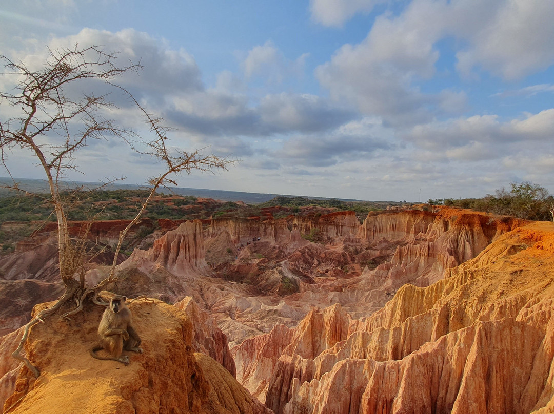 Scopri il Kenya con Nicholas-瓦塔木必去景点
