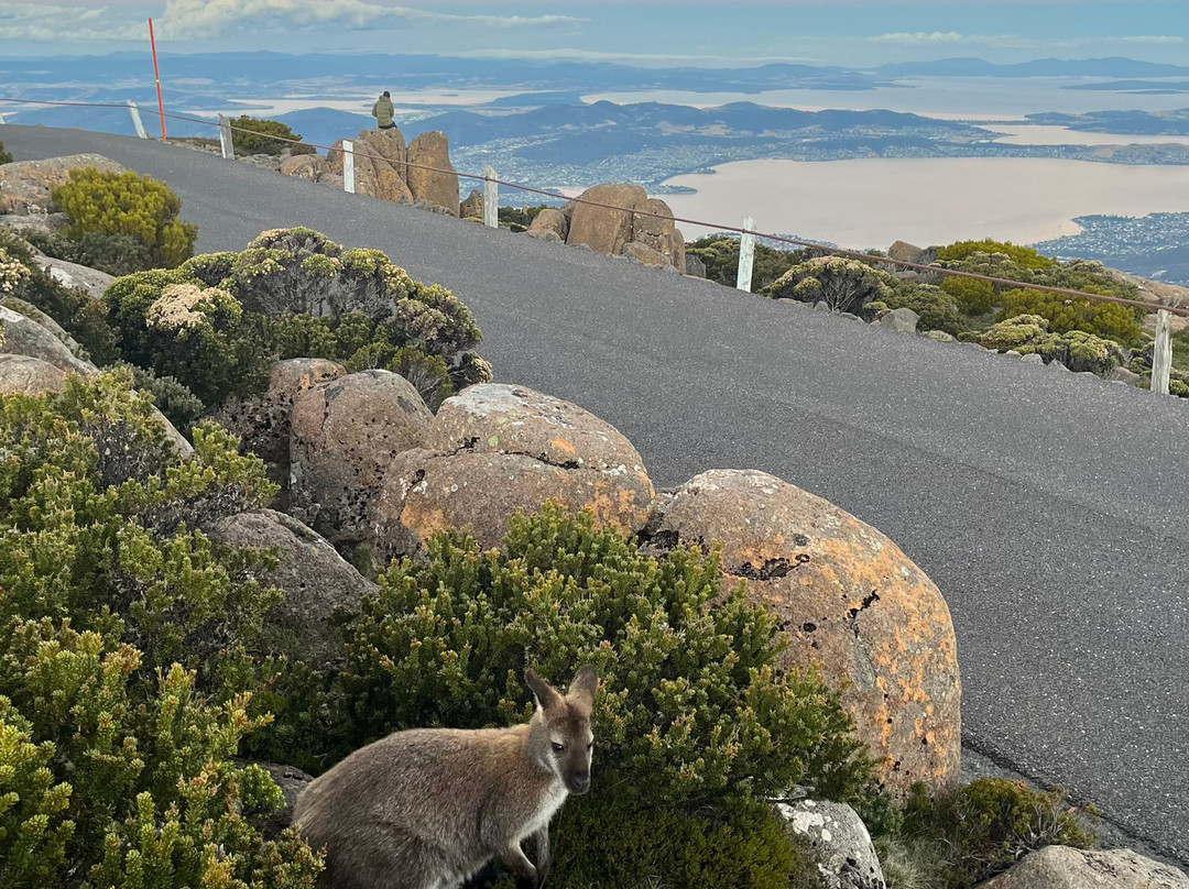 Tassie Tours Tasmania-霍巴特必去景点