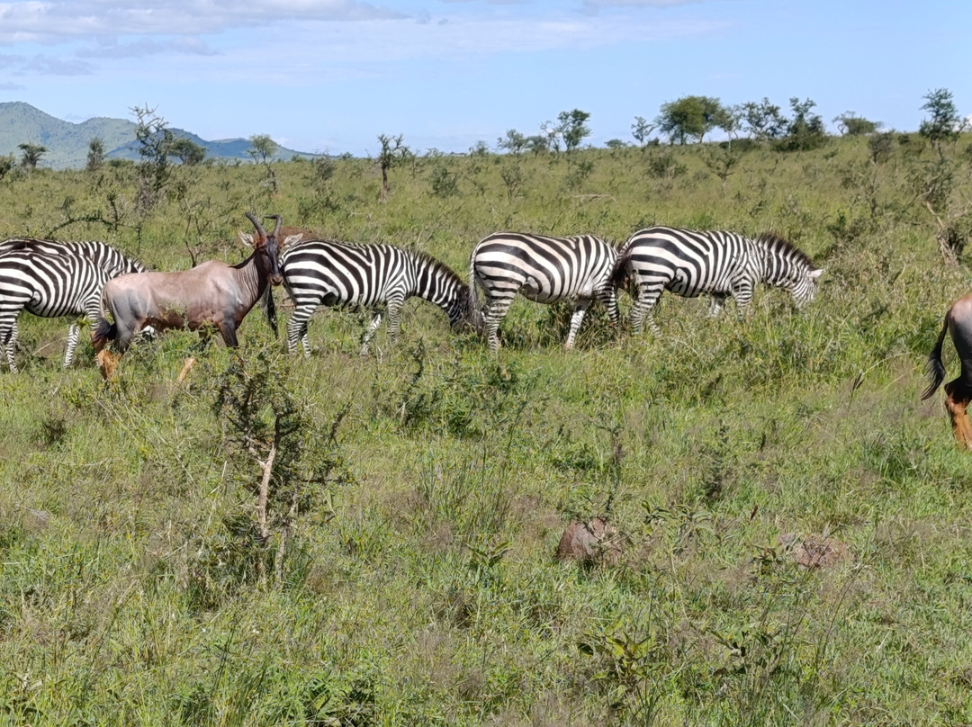 Serengeti Queens Camp-Seronera必去景点