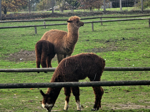 Natural'Parc-Ombrée d'Anjou必去景点