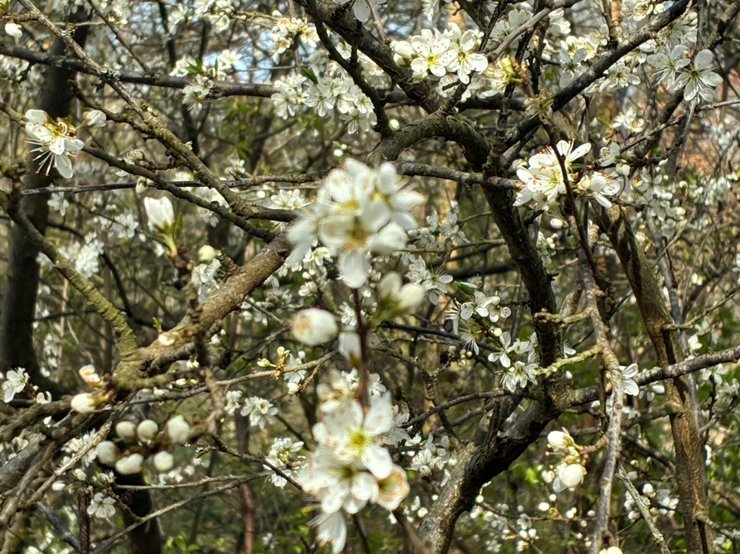 Heempark-莱顿必去景点