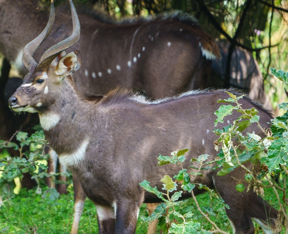 Bale Mountains Trekking Tours Ethiopia-Bale Robe必去景点