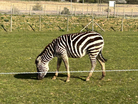 Jimmy's Farm & Wildlife Park-伊普斯威奇必去景点